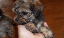 THESE PUPS WILL STEAL YOUR HEART..ONE GIRL AND ONE BOY..MOM IS A MORKIE,DAD IS A MALTI-POO. THEY ARE NON-SHED BRINDLE IN COLOR WITH SOME WHITE. AVAIL JUST IN TIME FOR THXGIVING.VERY CUDDLY AND SWEET LOOKING FOR LOVING FOREVER HOMES.$400 250-768-1239