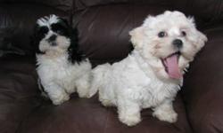 Non-shedding and hypo-allergenic shih-maltipoos. 2 females. Lovingly raised in our home. Parents on site. Mother is shihtzu and father is toy poodle-maltese cross. Have first shots, vet check and deworming. Well socialized with adults, dogs, cats and