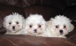 Hypo-allergenic and non-shedding Shih-maltipoos. Lovingly raised in our home. Mother and father on site. Mother is maltese and toy poodle. Father is shihtzu. In the first photo, from left to right, is female, female and male. All are white with sandy
