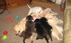 4 Beautiful, calm, hand raised 3/4 lab 1/4 newfoundlander puppies for sale. These puppies all have relaxed and gentle temperments, Pups have had regular socialization with family, small children and cats as well as the pups have also started outside