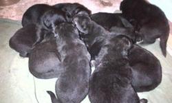 These puppies were born on November 27th 2011.
The mother is a black sheppard ( all black)
And the father is a belguim sheppard ( german shepherd colouring)
She had a litter of 11 and there are 4 males and 6 females left
More pictures of the puppies will