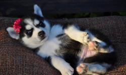 3 month old husky puppy needs a new home. Moving out of town and simply cannot care for a puppy anymore. I am 20 years old, and she has been in training and is very loving and friendly! Perfect for a family pet. Has had her first set of shots, will come