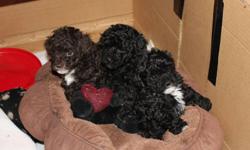 3 very cute non registered toy poodle puppies.
 
One brown male with white markings, one black male with white markings and one black female with little white on back paws.They will have first shots and be dewormed.  Available at 8 weeks of age as of Jan