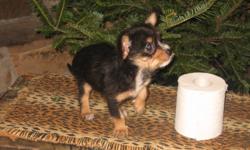 We have drop the price from 450.00
This little guy is 1lb. 4oz. of pure love, and we would love to find him a Christmas home! He has already grown a very lovable character and loves to cuddle. He was one of two and his mom is a yorkie poo as you can see