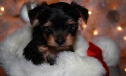 ~MEET TINY~
He is a purebred Yorkshire Terrier (Yorkie) born on October 22, 2011.
His mother is 6 pounds and his father is 4 pounds. He will be approx. 4 lbs when he is full grown (like his dad).
He was the third puppy born from 3 males. He was a healthy