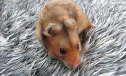 We have 2 adorable young syrian hamsters available. They are a little over 12 weeks old, and are ready to go to their new homes as soon as good homes are found. If you don't have a cage you can purchase a bin cage that we will make for you. With the