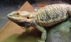 Adult female bearded dragon for sale, friendly and healhy. Never had any issues with health or people. She is 2 years of age.