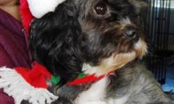 Breed: Shih Tzu Poodle
 
Age: Adult
 
Sex: F
 
Size: S
Please read all the way to the bottom of this page BEFORE making an inquiry.
Today is December 12, 2011
I have never known a home. I have never had a soft bed to sleep in. I have never known love, and
