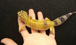 We have adult female leopard geckos for sale.They are eating well, and are a nice size, with nice fat tails.
Normals - $90,
High Yellows $100
Leopard geckos are great starter lizards for people of all ages! They are friendly, easy to handle and rarely