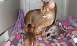 I have  a female ruddy Abyssinian available. She has had 2 litters. She needs to be Spayed.
 
She does not get along well with other cats.
 
1-289-969-2952
 
Delivery can be arranged