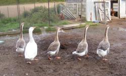 I have 5 geese for sale,4 african geese (1 Male & 3 hens) and 1 white hen.Not sure of breed,Would like $100 for all 5.