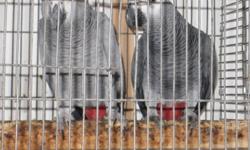 HI I M SELLING 2 PAIR OF AFRICAN GREY IF YOU INTERESTED PLEASE CALL ME I NEED TO SELL THEM ASAP PRICE $1800 $ 1700 PLEASE CALL ME FOR MORE INFO NO EMAIL PLEASE 416 826 7079