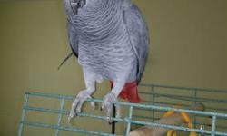Beautiful, friendly and talkative African Grey Parrot for sale with cage and toys. He is certified male, 3 years old. He singing, dancing, learn new words very fast. Must sell because we moving to place where home pets not allowed.
Price is 1,550 OBO.