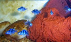 I have 30 kenyi cichlid fry, all around 0.5in. - $2,50 ea GOOD QUALITY
pic 2 is of full grown fish... they all start purple the males will change to yellow/orange over time.
 
If you buy alot I can give you a deal. They are very nice fish
 
Call or text