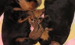 In September of this year we have been blessed with a gorgeous and healthy litter of eleven puppies, now we only have a select few males looking for a home. However, we are approaching the holiday season, and we believe these lovely companions deserve