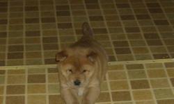 I have 2 puppies looking for their new forever homes.  Both are female are 6weeks Dec 22, 2011.  One is white and other is rusty coloured.  They are Akita/ husky cross. As you can see the puppies are used to children.  The mother is in the pictures Peach