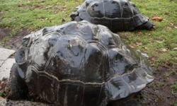 Hello, i am a Breeder of land Tortoises. I have tortoises ranging from males to females, babies to adults and breeding pairs of any tortoise breed that you will need like Aldabra Tortoises, Indian Star Tortoises, Egyptian Tortoises, Leopard Tortoise,