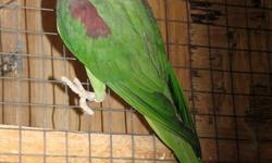 I HAVE A MALE AND FEMALE ALEXANDRINE 7- 9 YRS FOR SALE ( NOT BONDED ) - REDUCED  TO CLEAR AT $500 EACH SEE THEM AT NORTHERN PARADISE AVIARY NEAR HUNTSVILLE 705 789 7872