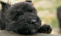 All I want for Christmas is to come home to my new family.  My name is Romeo (I am a lover not a fighter) I will be 8 weeks old on December 15th, and ready to come home to my new family.  Don't you want to be my new family.
 
I am a Bouvier des Flandres,