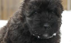 All I want for Christmas is to come home to my new family.  My name is Chewbakka I turned 8 weeks old on December 15th, and I am ready to come home to my new family.  Don't you want to be my new family.
 
I am a Bouvier des Flandres, known for our herding