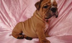 PUREBRED ENGLISH BULLDOG PUPPIES 
READY TO GO NOW! 
THEY HAVE COMPACT BODIES
AND A LOT OF WRINKLES
2 FEMALES & 1 MALE AVAILABLE
 
THEY COME:
VET CHECKED
DE WORMED
1 SET OF VACCINES
MICRO-CHIPPED
 
These puppies will make a great Christmas present. 
We can