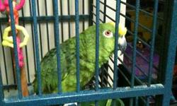 A  yellow crown  Parrot.Must sell to someone who  has time,which we donot no more.comes with a  large cage.