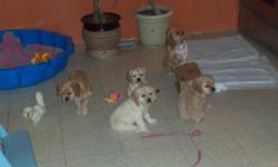 Adorable, cuddly, playful baby American cocker spaniels. They are full blood and have excellent temperment. Parents are on site to meet during viewing of puppies. They are ready to go to a new loving home. They are family oriented dogs who love children.