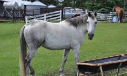 16 hands, 6 years, handsome
No training, skittish
Must go to trainer with patience
Inquiries please phone 403-843-4069
Rimbey