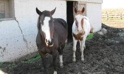17 year old  APHA  gelding and 14 year old APHA mare (breeding stock) for sale would like to sell together.  Gelding has been trail ridden. Mare has been ridden around paddock .   Best offer  519-768-0506