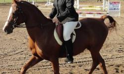 14 yr old Arab gelding, 15hh. Willing and sensible but not a beginners horse. Has been ridden by intermediate students and lunged with beginners. Jumps eagerly- up to 2'6" in the past, trails on his own, and catches easily. No vices, healthy and sound.