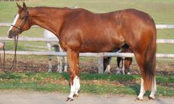 Extremely fancy /flashy hunter for sale.
 
Numerous Championships in Hack Division and Green Hunter Division this year.
 
Mia Amore won the Thoroughbred Brood/Yeld Mare class and was Reserve Grand Champion Mare at the Royal Agricultural Winter Fair 2011