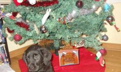 Lab/Rottie Puppies
3 beautiful puppies for sale. Are vet checked and first shots. Around children, other dogs (besides the litter) and a cat on a daily basis. They are happy energetic little pups who could use a new forever home for the holidays. They