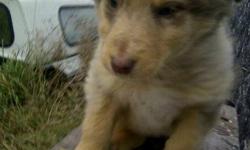 pure breed red merle female, parents on site call 705 639 5111 as of nov 16th we still have her