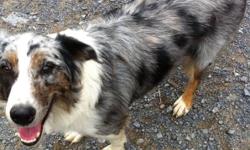 Affectionate Australian Shepherd female, blue merle, looking for a good home, very affectionate, gentle, not good with cats but loves other dogs, she has a medical problem but still runs around and acts like any other dog, please call for details.
This ad