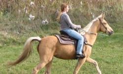 14 Safe Trail Horses to choose from!!  Tennessee Walking Horses, Spotted Saddle Horses, Arab, Paso Finos & Quarter Horse!  Great for all types of riders from intermediate to timid riders, beginner riders & children.  
 
We have many horse colours right