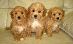 We have a litter of very nice Bichon Poo?s. 2 MALES and 1 FEMALE.
They are born 14 |Oct.
They are a pleasure to be around with.
Non shedding and hypoallergenic. Will grow to appr. 12-15lbs.
Great for families and people from all ages. Can go in an