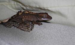 2week old crested geckos for sale both eating Gecko MRP and baby food mixture as well as smallcrickets, 60 for both or 40 each.