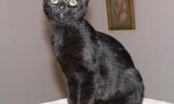 Breed: Domestic Short Hair-black
 
Age: Baby
 
Sex: F
 
Size: M
Spayed, Vaccinated, DOB June 25, 2011. Marly was rescued from a high kill shelter at the early age of 8 weeks along with her siblings Maddie, Millie, and Mikey. Millie and Maddie have been