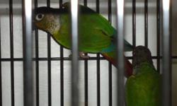 Baby Green Cheeks Conures For Sale for $119 each5 month old baby green cheek conures for sale born on August 14 2011.Not tamed, or DNA'ed. Cages available for $20+If interested please call Joe or Stephanie at 905 450 6590 or 416 648 1961
