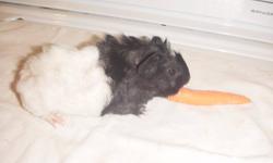 I have 2 baby guinea pigs that will be ready to go around November 17th. They are both males and very cute. They are friendly and vocal and love to be held. One is a peruvian and the other one is a curly furred. The curly furred one MUST have a special