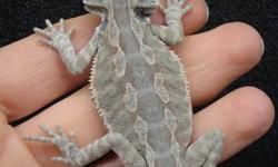 We have 2 baby hypo leatherback bearded dragon hatchlings for sale. (1 male, 1 female) They are a very neat kind of bearded dragons that lack the spikes on the back, creating a "Leather" look. These are a fairly rare type of Bearded Dragon. They are