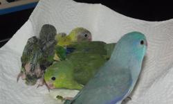 I have a 5 week old male blue parrotlet that will be ready for his new home next week. He is not banded but hatch date will be given with him. His parents are both blue.
Can hold him till Christmas Eve  but will need a deposit of $20
Parrotlets are