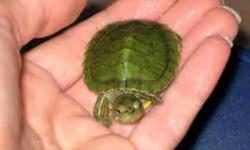 we have a lot of  baby turtle's to choose from. they are $19.99 ea. call Mario at Petzown 519-979-6700.