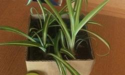 very healthy spider plant
easy to grow house plant
$1 each