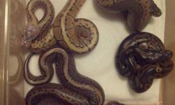 BALL PYTHON MORPHS
READY 2 GO NOW:
LEMONBLASTS  (pastel x pinstripe)
PASTEL
NORMALS
AVAILABLE SHORTLY.....
CINNAPIN (CINNAMON X PINSTRIPE)
CINNAMON
PINSTRIPE
SERIOUS INQUIRIES ONLY PLEASE :)
HAVE A PLEASSSSSANT DAY
ALSO AVAILABLE ARE  RAT FEEDERS AND PETS