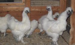 Extra roosters in Mille Fleur, Silkie, and O.E. breeds. $5.00 each.
Some pairs available $15.00