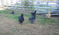 This years hatched, black and blue bantam silkies, asking $5.00 . Or breeding trio 2 hens and a rooster for $12.00