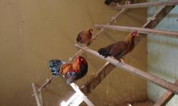 they are 2011 hatch.....young bantee rooster & hen
asking $20.00 for pair
Call 519-699-4308