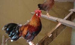 $15.00 each
2011 hatch _ Bantee rooster & hen
phone 519-699-4308