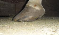 Currently providing natural or barefoot hoofcare services. Have references, photos of case studies. Currently under mentorship with American hoof Association trimmers. Can fit and supply hoof boots. Special interest in problem feet. If this is what your